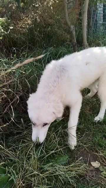 VID_20251012_132605.mp4