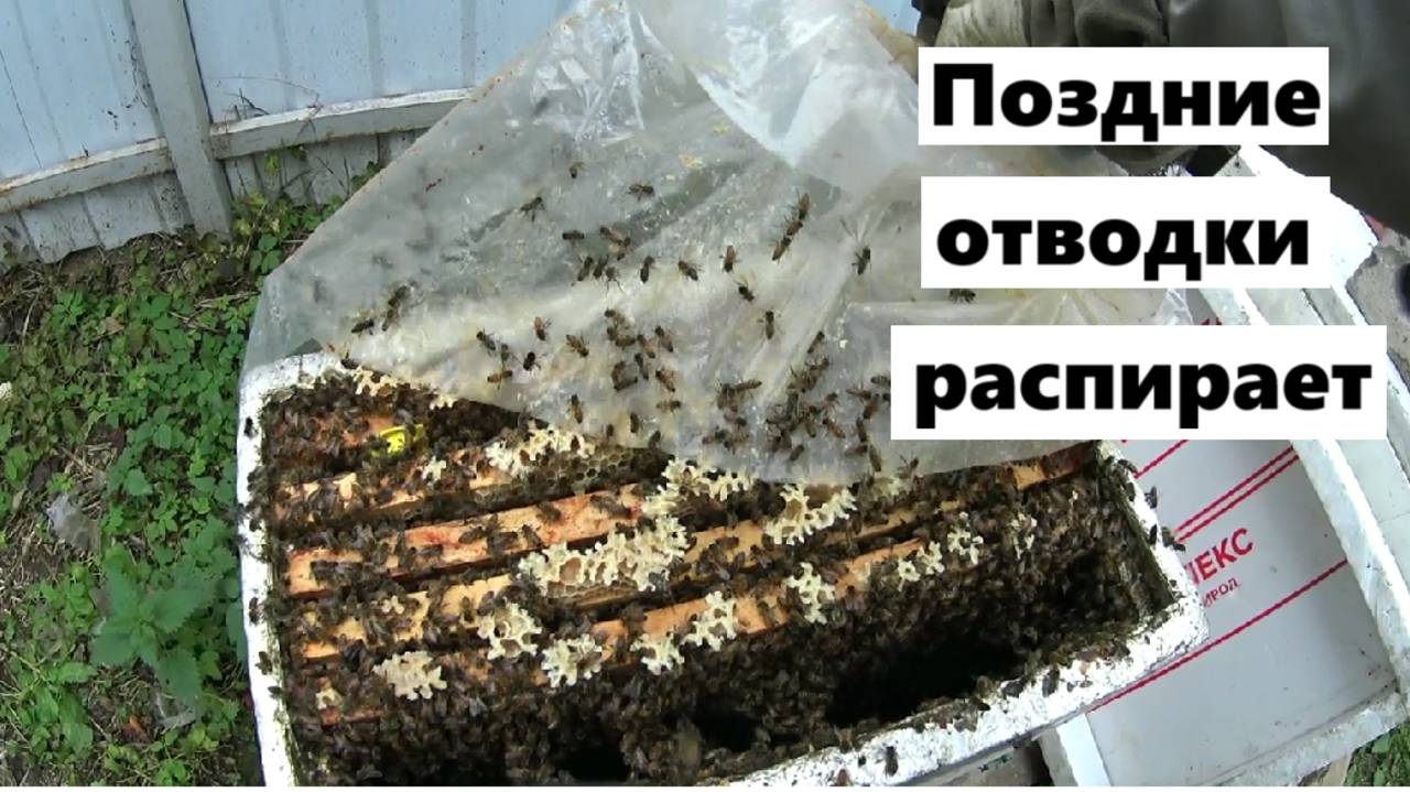 Поздние отводки набрали силу и корма для зимовки.