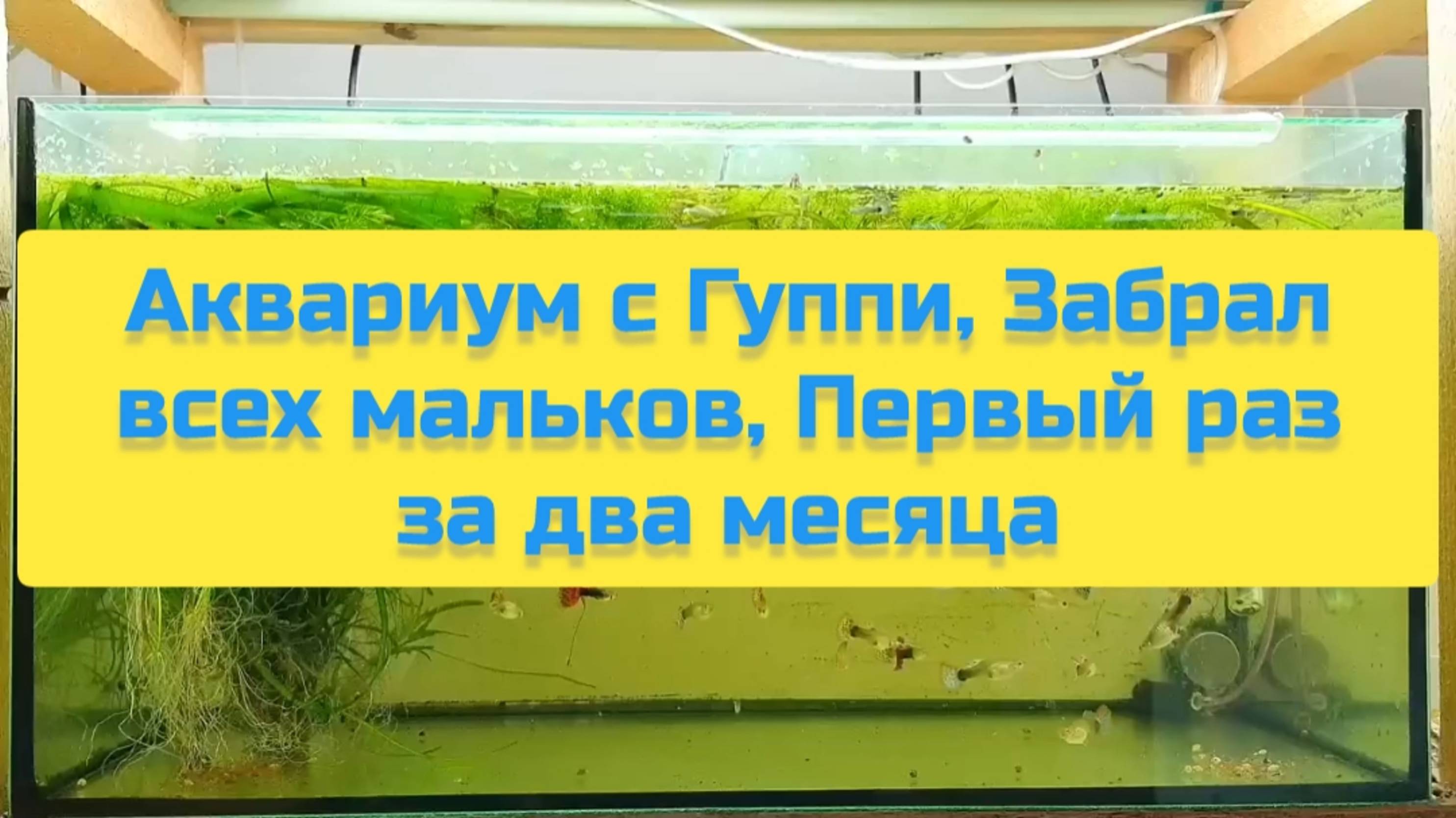 АКВАРИУМ С ГУППИ ЗАБРАЛ ВСЕХ МАЛЬКОВ ПЕРВЫЙ РАЗ ЗА ДВА МЕСЯЦА