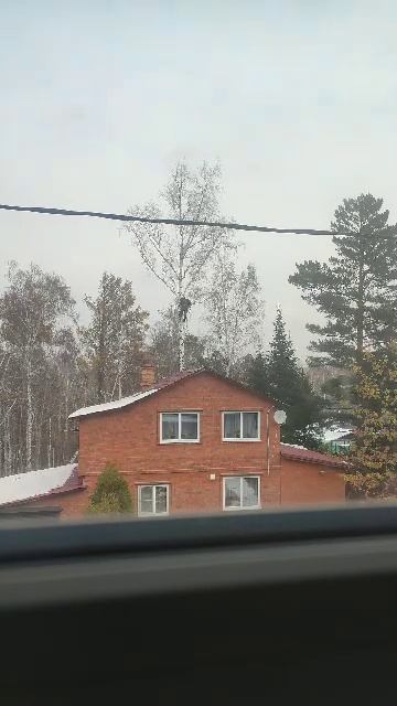 лесоповал