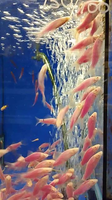 аквариумные рыбки 🐠
