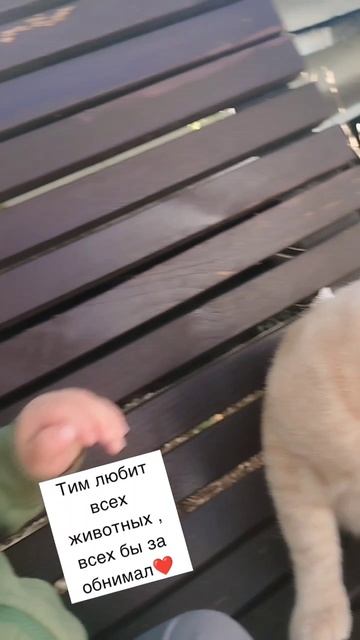 уличный котик