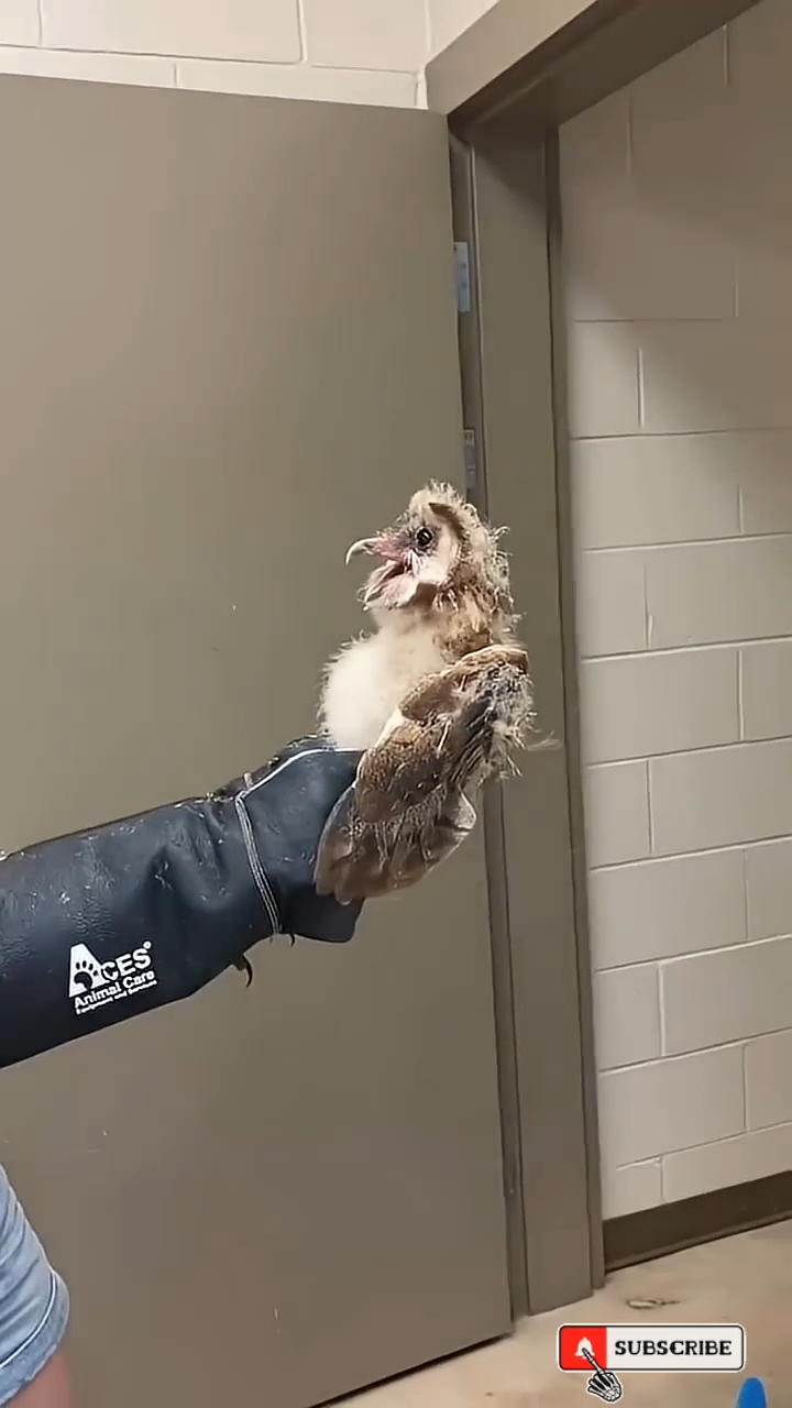 Когда Увидел В Первый раз Чело Века 🤯😂🦉🥰