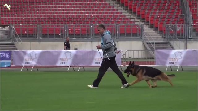 снят C изв. ZULU V. Marbo Wolf им №1108. BZSZ 2025 немецких овчарок