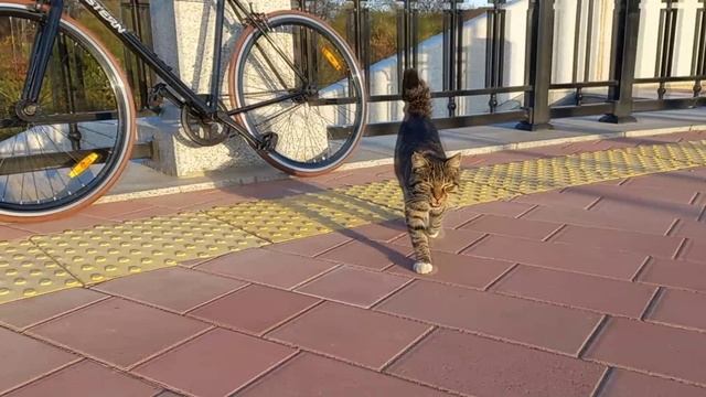 Пять минут ходьбы - Александр Новиков