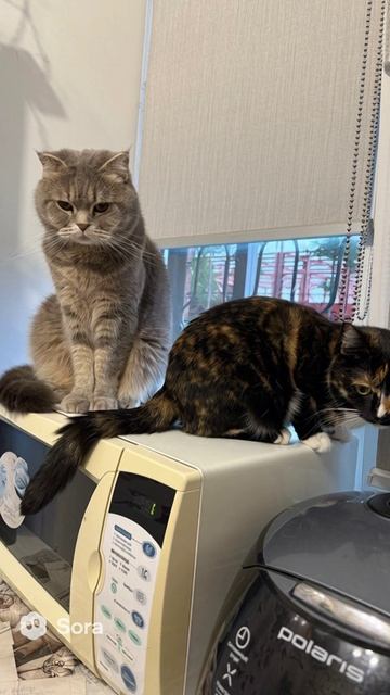 Котики на кухне кот кухня микроволновка мысли охрана sora cat ии funny мем юмор голодный