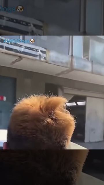 Отличное гнездо отрастил парень, вот и постоялец подоспел🪹🤣