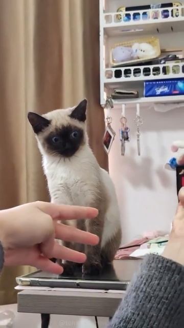 Веселые коты 🐈