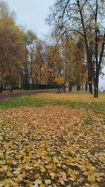 Попали под дождь и листопад