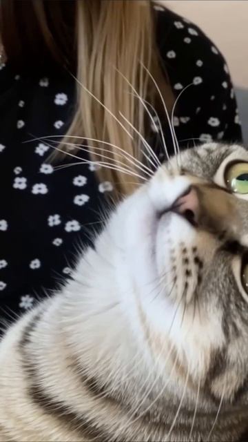 пою коту свою песню про 99 ночей в лесу
