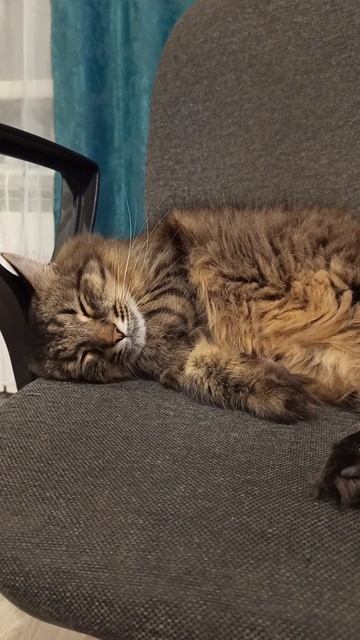 Тимка шортс shorts кот милыекоты cutecats catslife cats catshorts леньтябрь sleepingcats
