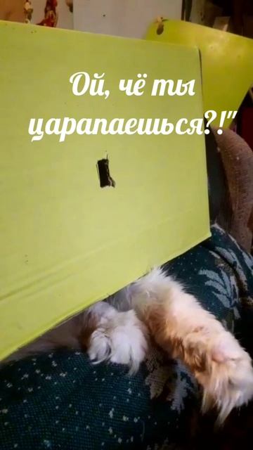 Нильс 🐱