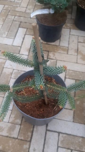 ❤🌲Пихта испанская глаука
✔Продажа растений в телеграм канале:
Https://t.me/love_is_hvoiny_dvorik
🚛🪴О