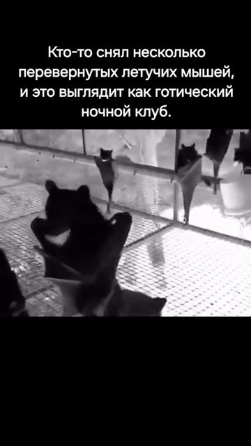 Бал вампиров😂