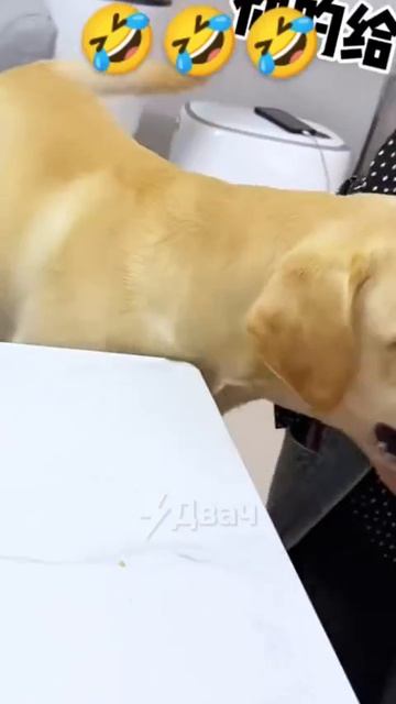 Такой вот какой ты, значит, хозяин. С гнильцой.😡