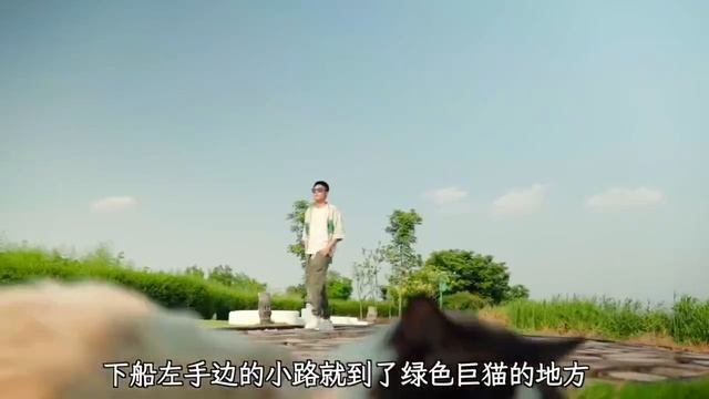 В Китае существует настоящий «остров толстых котов» — приют-парк для бездомных пушистиков, где жи...