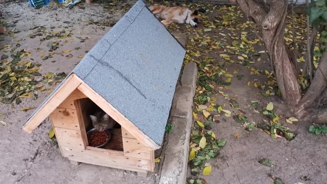 Кошка ест собачью еду прямо в будке пока пёс не видит 2
