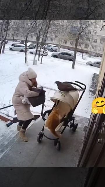 Что за лев  этот тигр! котёнок оказался рядом!