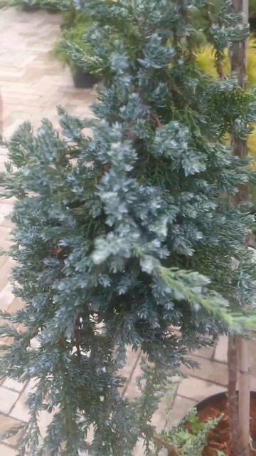 ❤🌲Сибирика можжевельник на штамбе
✔Продажа растений в телеграм канале: 
Https://t.me/love_is_hvoiny_
