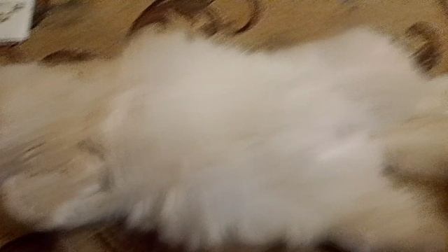 моя кошка