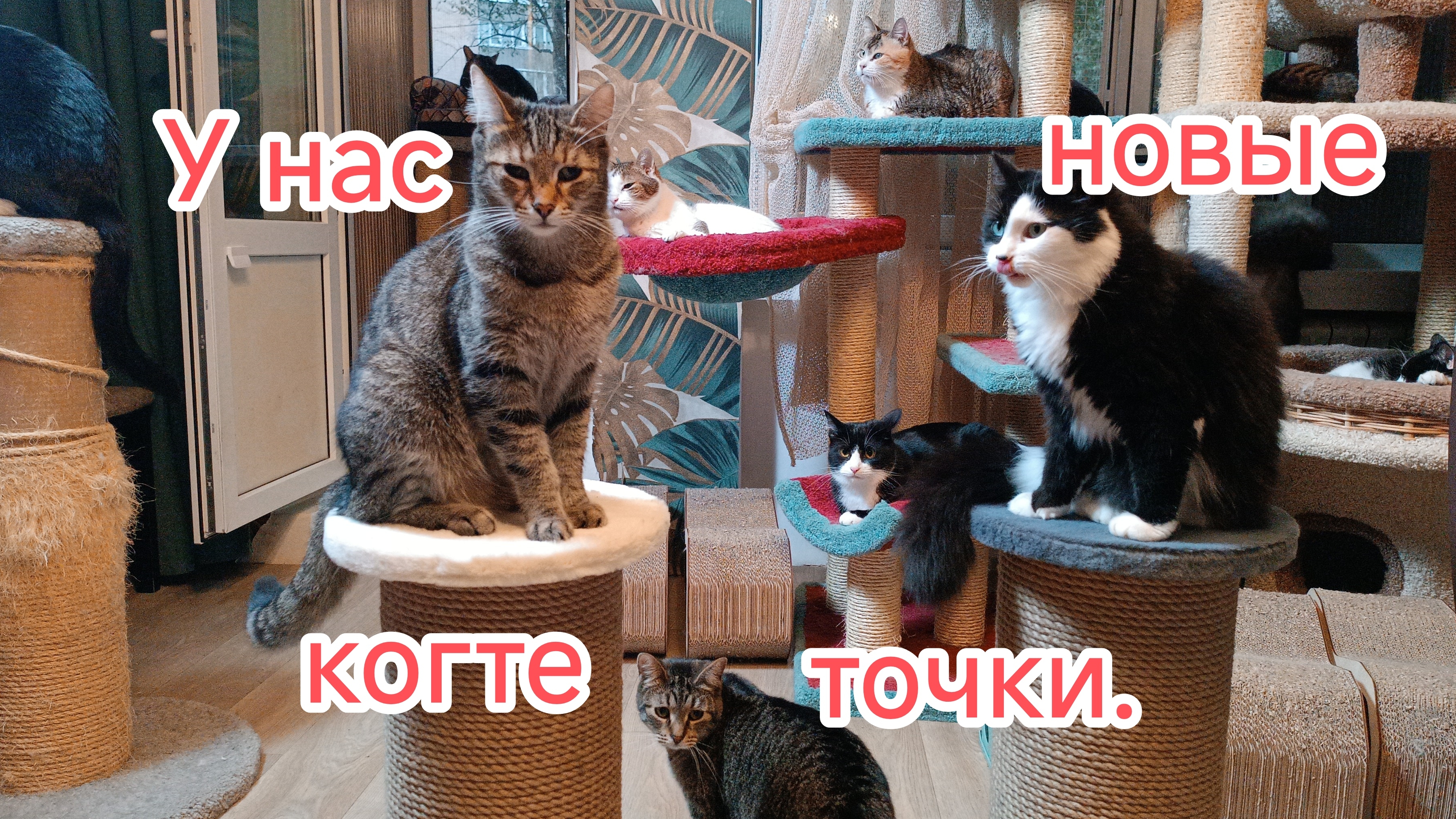 У нас новые когтеточки.