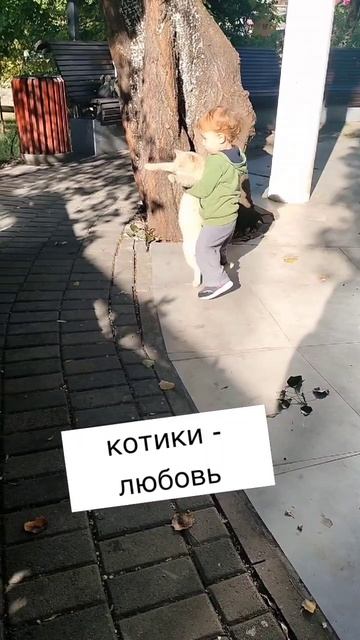котя