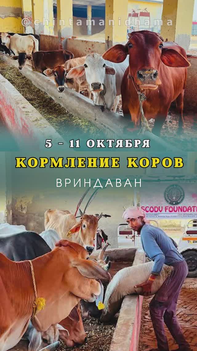 5 - 11 октября. Видеоотчет о кормлении коров