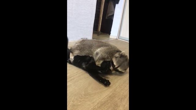 Енот борется с котом - 2020 год
