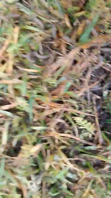 Черви  в почве подскажите что это и как с этим бороться mp4