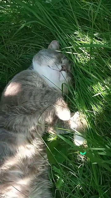 yappy_download_89edf94966ef4bf88eafdec8082ba285 2.mp4