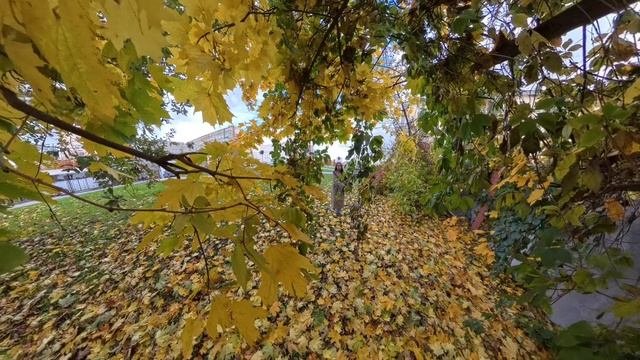 Орёл 12.10.2025 ЗАГС Красивая осень