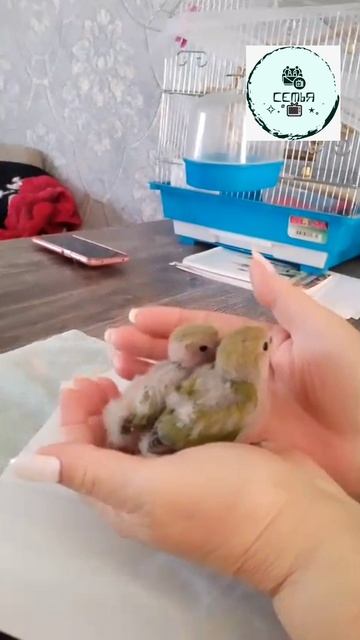 Птенцы попугая, попугайчёнок или попугаёнок малютки