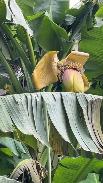 11.10.2025 бананы Кобулети Аджария Грузия Амиран Нижарадзе