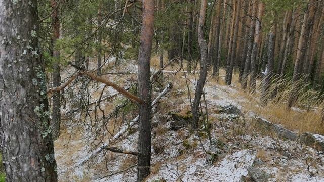 Сегодня в лесу. 12.10.2025. Белорецк. Башкортостан.