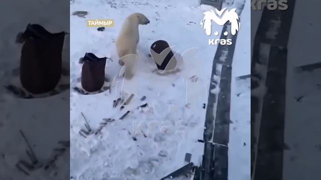 Собаки прогнали белого медведя на полуострове Таймыр.