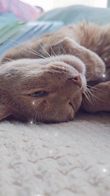 Около кота - мир зеленее #котик #симбасик
