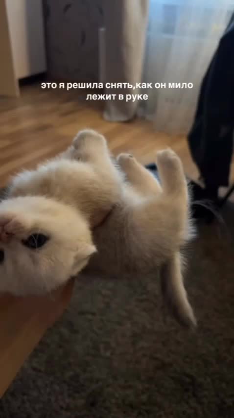 Кайфарик🌟🔮