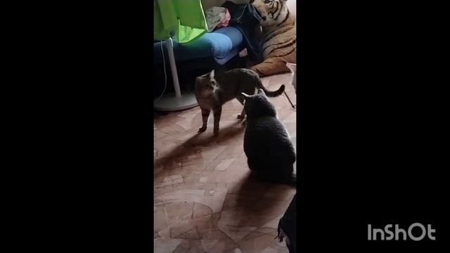 Первая встреча Саймона