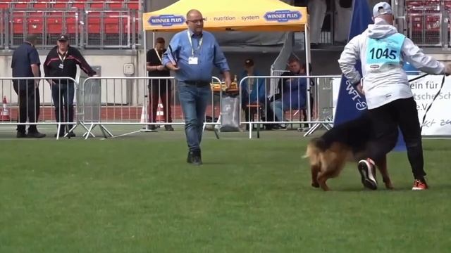 BOB MARLEY Del Vento Margio Team +++ №1045. BZSZ 2025 немецких овчарок
