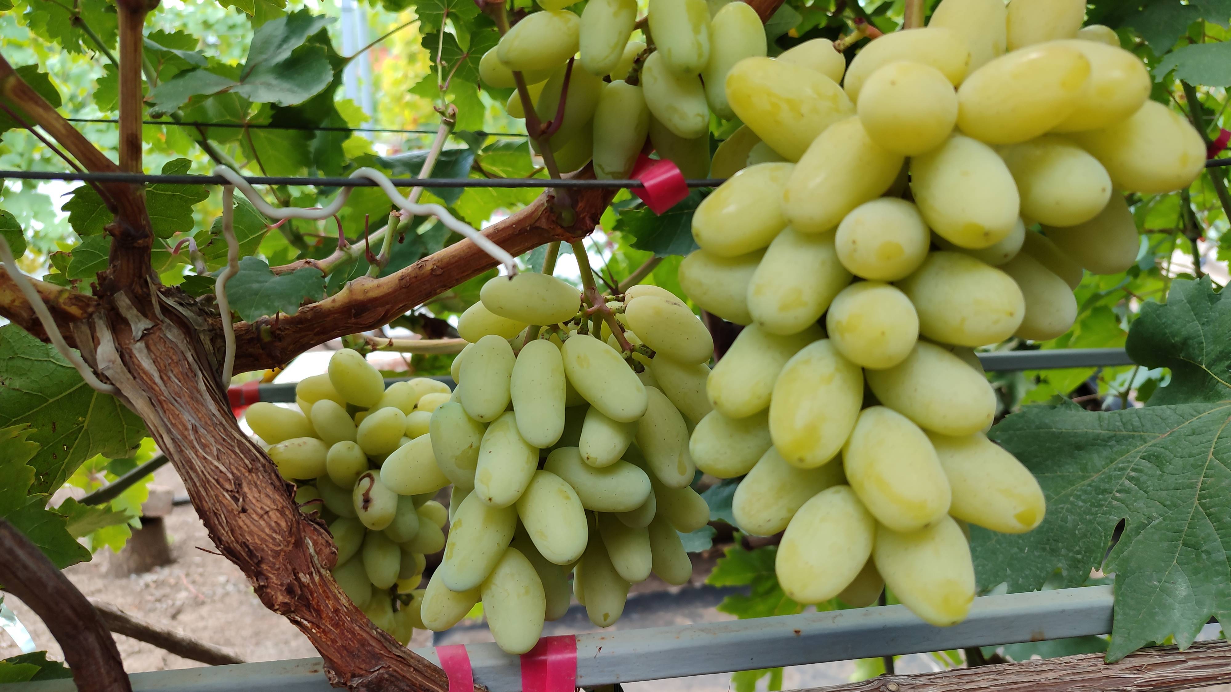 Как сохранить черенки до майских прививок 100%