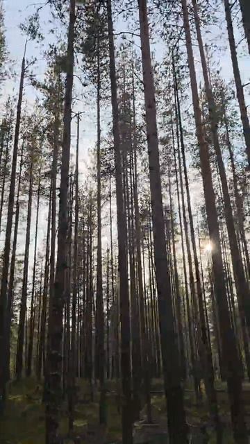 Карелия. Медвежьегорск. Рядом с Финской тоннельной казармой Вичка. Karelia. Medvezhyegorsk
