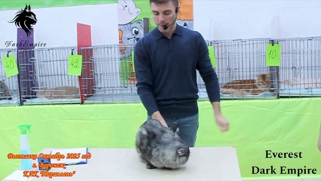 Кот мейн-кун Зверест.  Международная выставка 2025 год