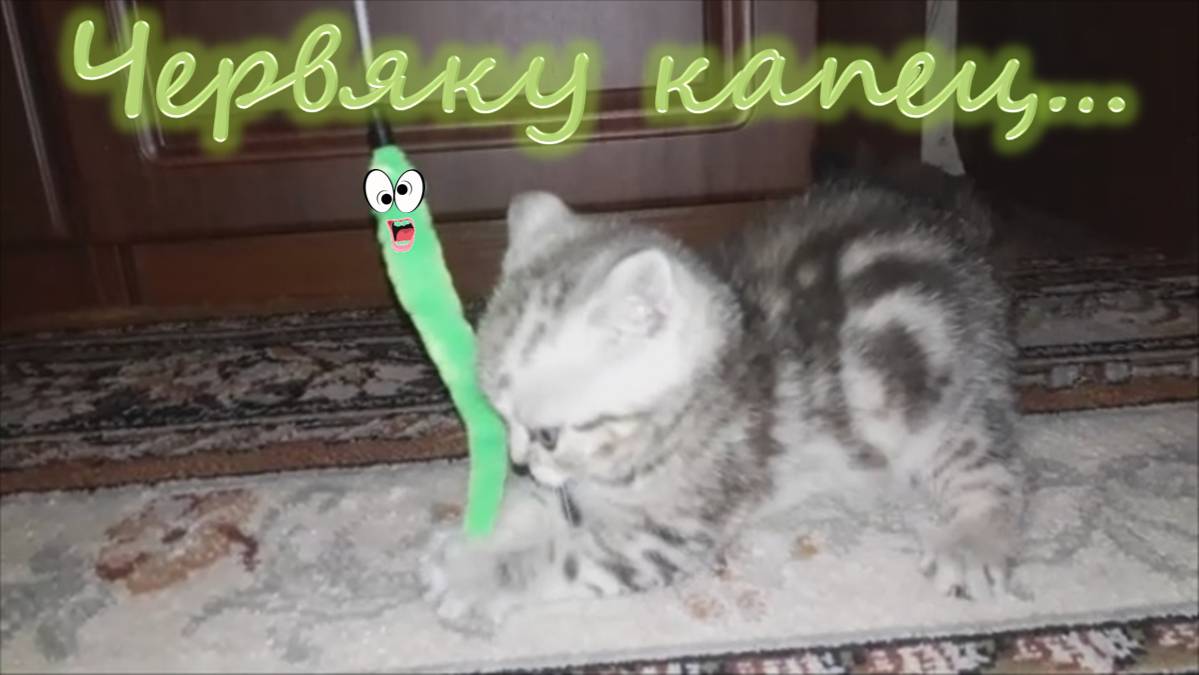 Котёнок и червяк.