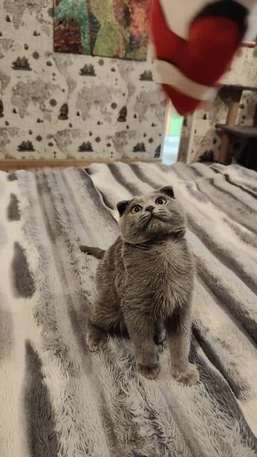 Котик Дымок🥰