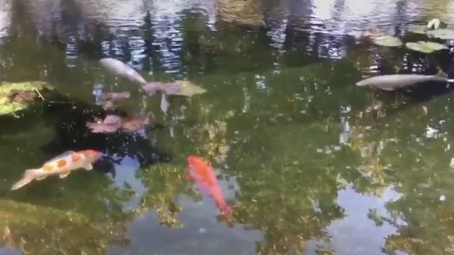 Какие красотульки! Парк Галицкого.