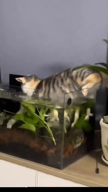Котики 2025.