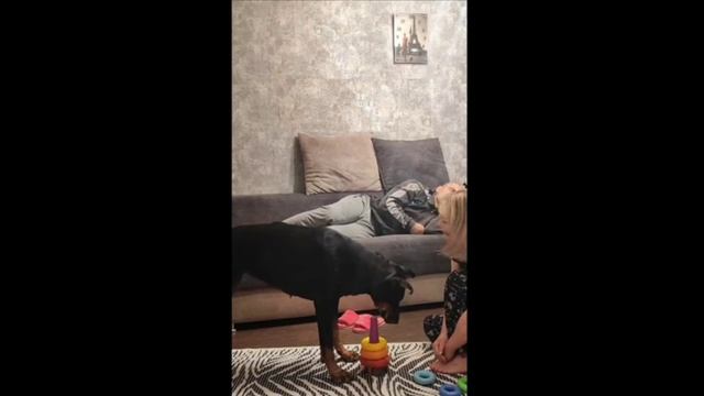 Хозяйка сказала собаке разбудить мужа