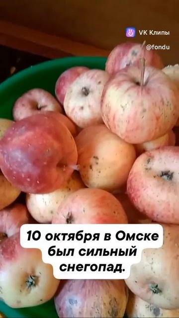 Яблоки на снегу.