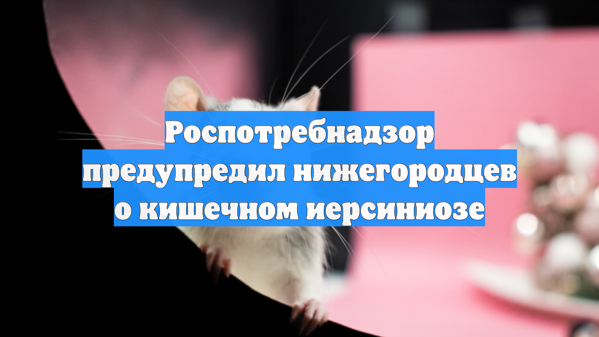 Роспотребнадзор предупредил нижегородцев о кишечном иерсиниозе