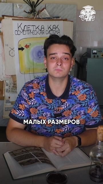 Муха -цокотуха нашлась в природе